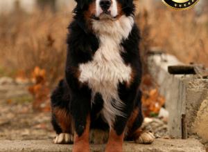 Bernese Mountain Dog puppy near Chicago Illinois