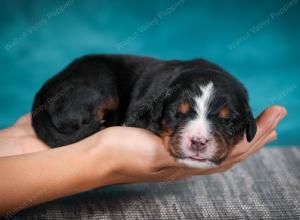 Bernese Mountain Dog puppy near Chicago Illinois