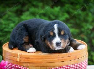 Bernese Mountain Dog puppy near Chicago Illinois