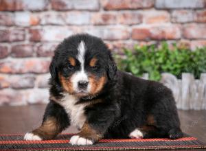 Bernese Mountain Dog puppy near Chicago Illinois