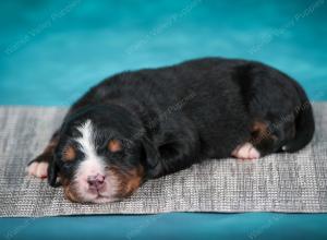 Bernese Mountain Dog puppy near Chicago Illinois