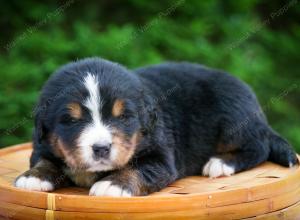 Bernese Mountain Dog puppy near Chicago Illinois