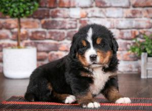 Bernese Mountain Dog puppy near Chicago Illinois