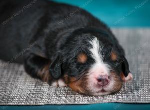 Bernese Mountain Dog puppy near Chicago Illinois