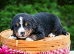 Bernese Mountain Dog puppy near Chicago Illinois