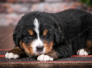 Bernese Mountain Dog puppy near Chicago Illinois