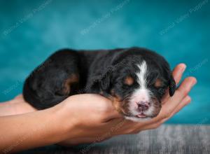 Bernese Mountain Dog puppy near Chicago Illinois