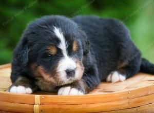 Bernese Mountain Dog puppy near Chicago Illinois