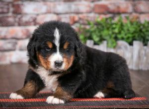 Bernese Mountain Dog puppy near Chicago Illinois