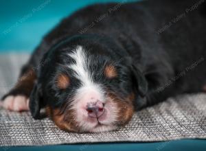 Bernese Mountain Dog puppy near Chicago Illinois