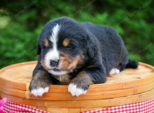 Bernese Mountain Dog puppy near Chicago Illinois