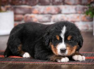Bernese Mountain Dog puppy near Chicago Illinois