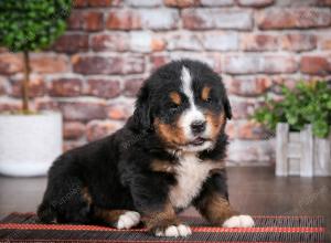 Bernese Mountain Dog puppy near Chicago Illinois