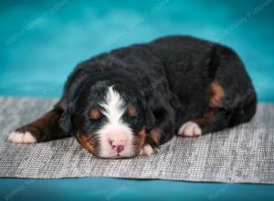 Bernese Mountain Dog puppy near Chicago Illinois