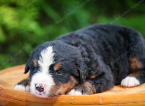 Bernese Mountain Dog puppy near Chicago Illinois