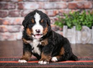 Bernese Mountain Dog puppy near Chicago Illinois