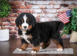 Bernese Mountain Dog puppy near Chicago Illinois