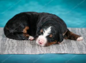 Bernese Mountain Dog puppy near Chicago Illinois