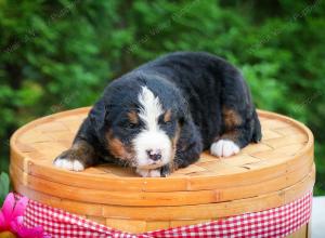 Bernese Mountain Dog puppy near Chicago Illinois