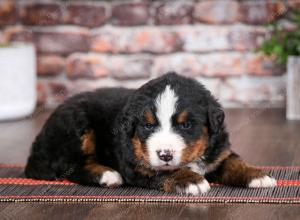 Bernese Mountain Dog puppy near Chicago Illinois