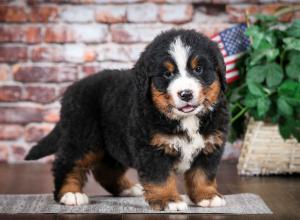 Bernese Mountain Dog puppy near Chicago Illinois