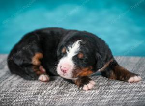 Bernese Mountain Dog puppy near Chicago Illinois