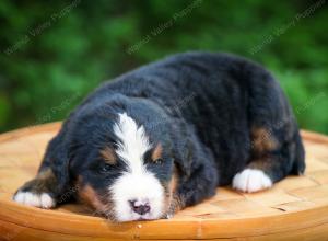 Bernese Mountain Dog puppy near Chicago Illinois