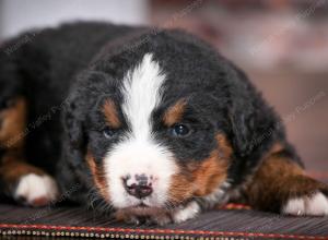 Bernese Mountain Dog puppy near Chicago Illinois