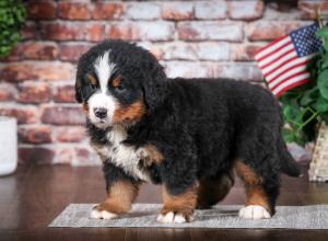 Bernese Mountain Dog puppy near Chicago Illinois