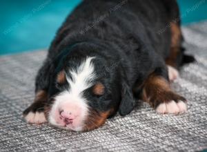 Bernese Mountain Dog puppy near Chicago Illinois