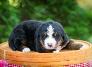 Bernese Mountain Dog puppy near Chicago Illinois