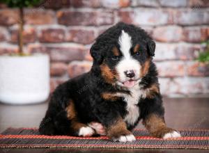 Bernese Mountain Dog puppy near Chicago Illinois