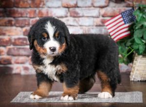 Bernese Mountain Dog puppy near Chicago Illinois