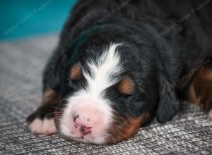 Bernese Mountain Dog puppy near Chicago Illinois