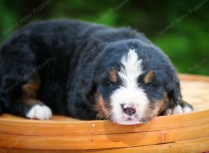 Bernese Mountain Dog puppy near Chicago Illinois