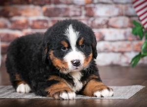 Bernese Mountain Dog puppy near Chicago Illinois