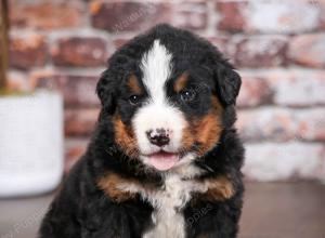 Bernese Mountain Dog puppy near Chicago Illinois