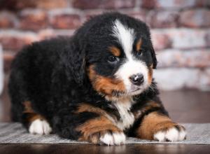 Bernese Mountain Dog puppy near Chicago Illinois