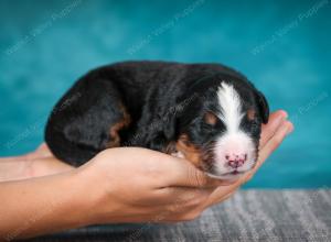 Bernese Mountain Dog puppy near Chicago Illinois