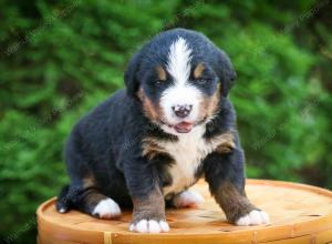 Bernese Mountain Dog puppy near Chicago Illinois