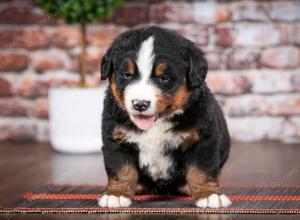 Bernese Mountain Dog puppy near Chicago Illinois