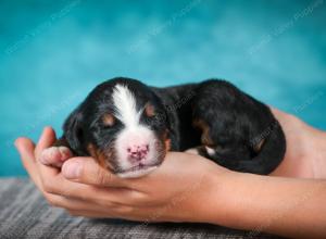 Bernese Mountain Dog puppy near Chicago Illinois