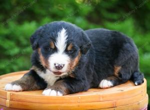 Bernese Mountain Dog puppy near Chicago Illinois