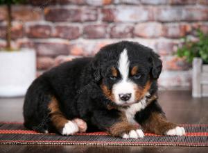 Bernese Mountain Dog puppy near Chicago Illinois