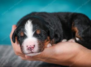 Bernese Mountain Dog puppy near Chicago Illinois