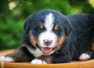 Bernese Mountain Dog puppy near Chicago Illinois