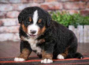 Bernese Mountain Dog puppy near Chicago Illinois