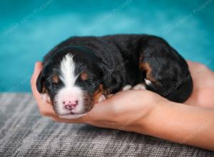 Bernese Mountain Dog puppy near Chicago Illinois