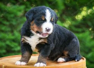 Bernese Mountain Dog puppy near Chicago Illinois