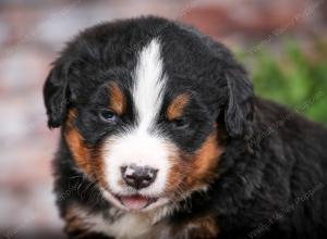 Bernese Mountain Dog puppy near Chicago Illinois